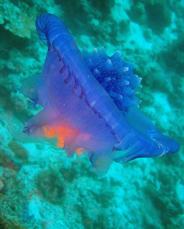 IMG_0330rf_Maldives_Madoogali_Plongee 4_Feridhoo dhigga_Meduse.jpg